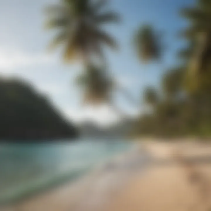 Serene atmosphere with palm trees lining the beach