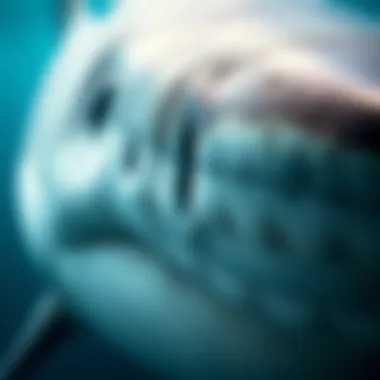 An intricate close-up of a shark's unique skin texture, showcasing its dermal denticles.