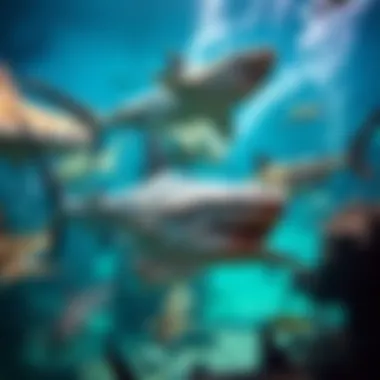 A vibrant underwater scene depicting a variety of shark species coexisting in their marine environment.