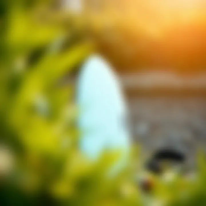 Dimensions and Shape of Decathlon Surf Board Side profile of a Decathlon surf board illustrating its dimensions and shape