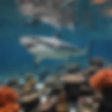 Coral Reefs: A Shark's Habitat A vibrant coral reef teeming with diverse marine life, including sharks