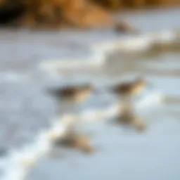 Sandpipers in their natural habitat, showcasing agility along the shoreline.