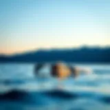 Sleek design of Takuma eFoil on water