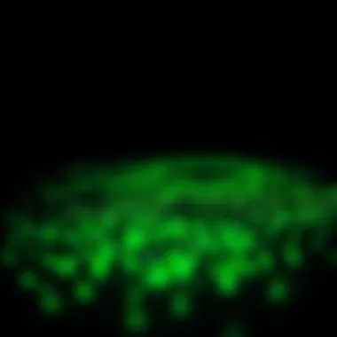 Phytoplankton glowing in dark waters