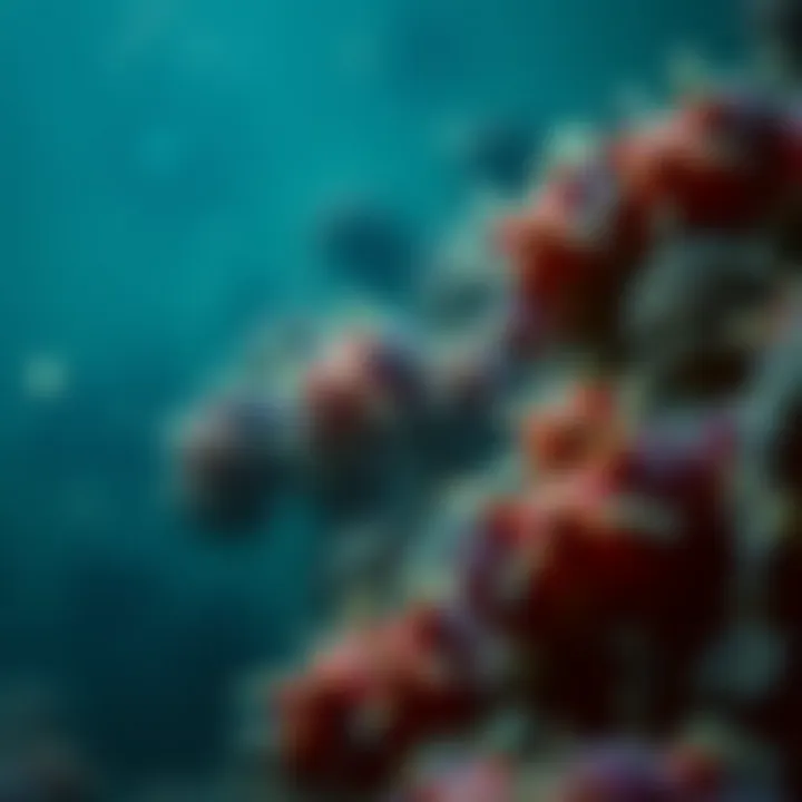 Marine ecosystem showcasing phytoplankton