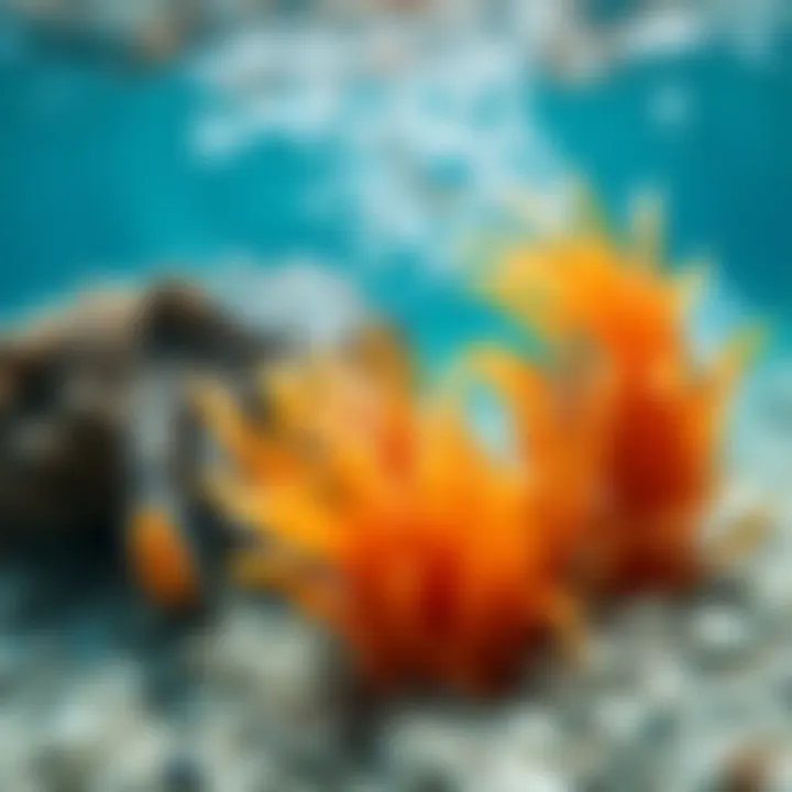 Infographic on the effects of pollution on marine ecosystems