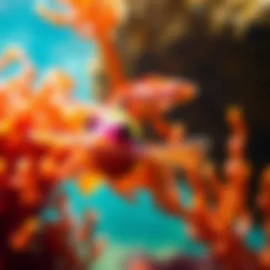 Embracing Nature's Wonders Vibrant aquatic life illustrating the connection to nature and wellness