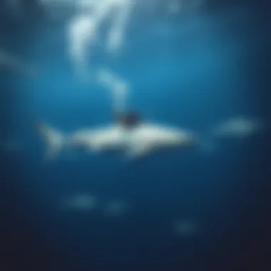 A diver gliding gracefully beneath the surface, surrounded by majestic great white sharks.