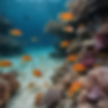 Underwater view showcasing the diversity of fish species