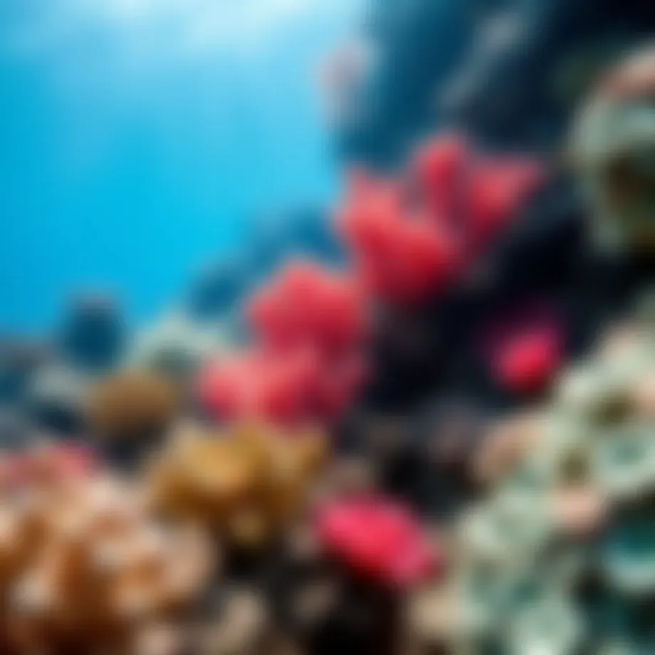 Vibrant coral formations in the Great Barrier Reef