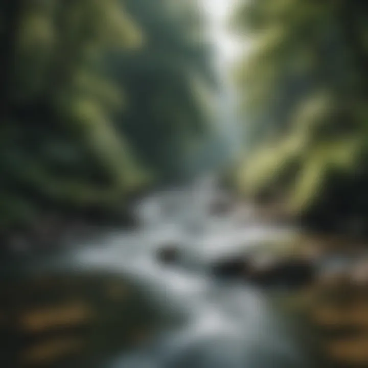 A river flowing through a lush forest