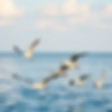 Seagulls Dancing Above Tranquil Waters Seagulls flying over a calm sea
