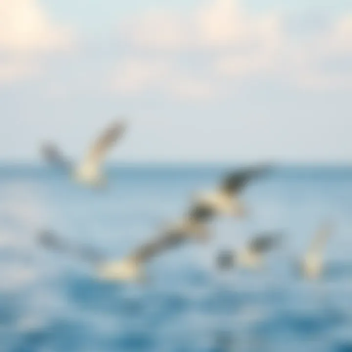 Seagulls Dancing Above Tranquil Waters Seagulls flying over a calm sea