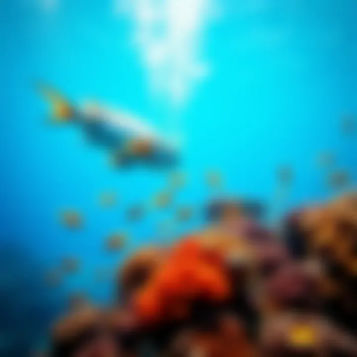 Reef environment showcasing aquatic life