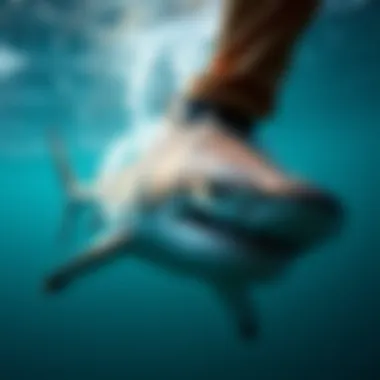 Comparative analysis of different shark deterrent devices