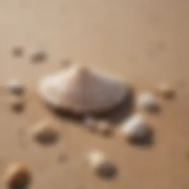 Close-up of a sandy beach with seashells